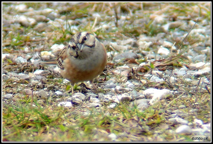 Bruant fou - Emberiza cia