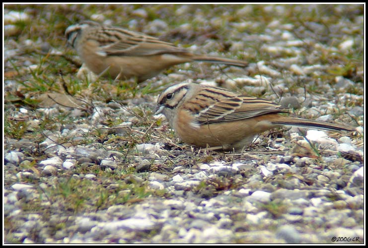 Zippammer - Emberiza cia