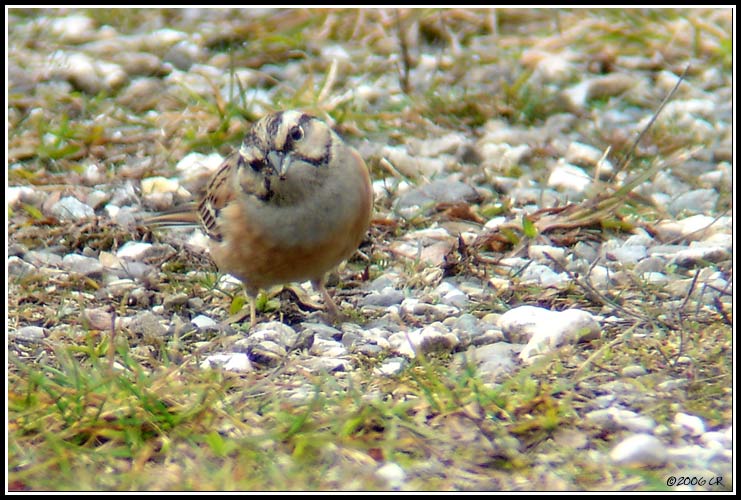 Zigolo muciatto - Emberiza cia