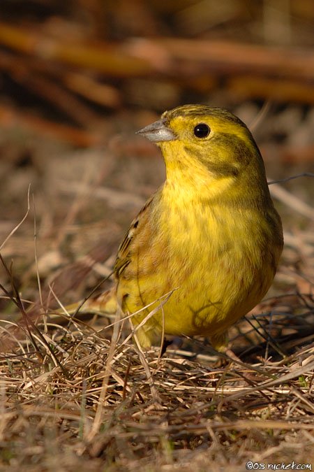 Bruant jaune - Emberiza citrinella