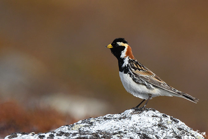 Lapland Longspur - Calcarius lapponicus