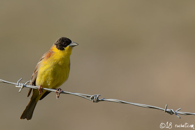 Zigolo capinero - Emberiza melanocephala