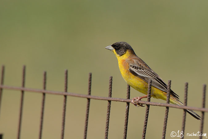 Zigolo capinero - Emberiza melanocephala