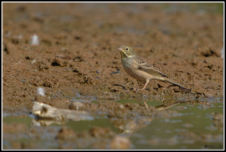 Ortolan - Emberiza hortulana