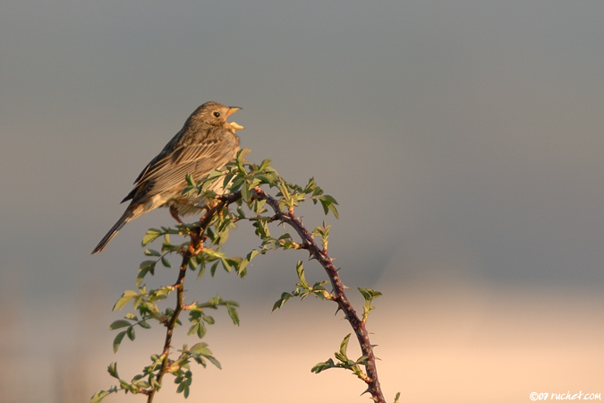 Bruant proyer - Emberiza calandra