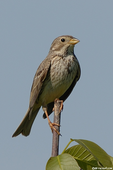 Strillozzo - Emberiza calandra