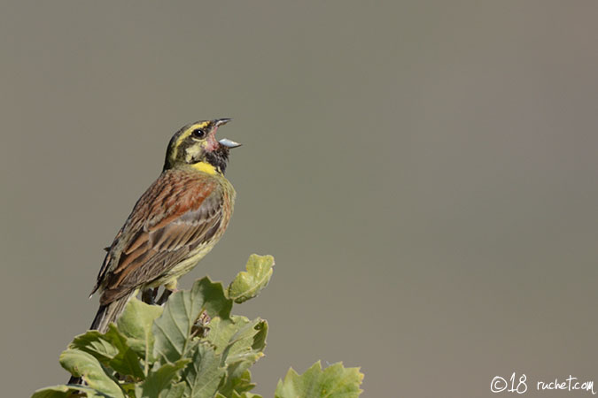 Bruant zizi - Emberiza cirlus