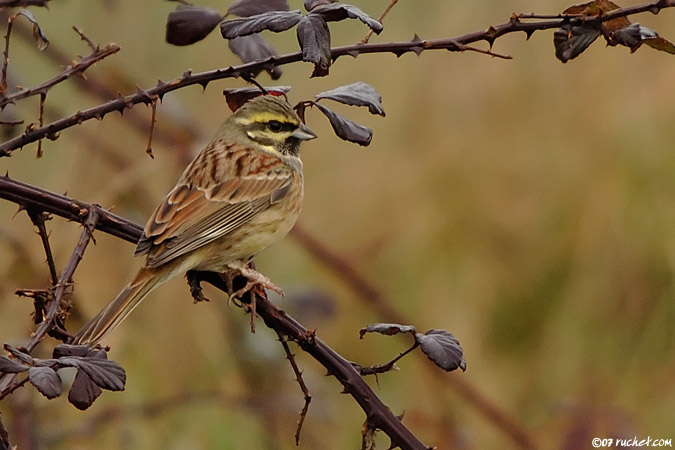 Zigolo nero - Emberiza cirlus