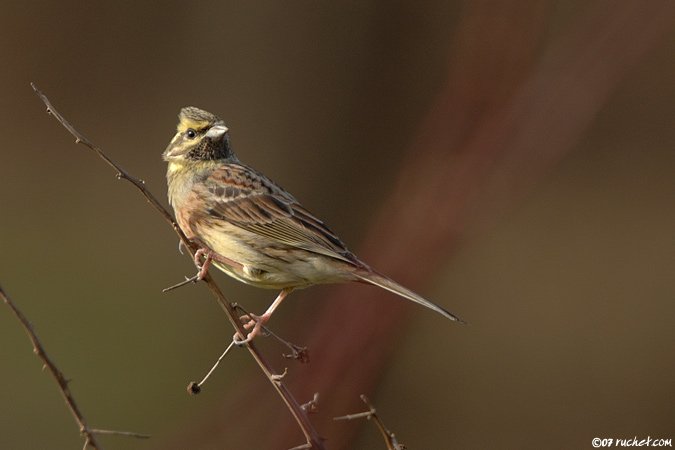 Bruant zizi - Emberiza cirlus