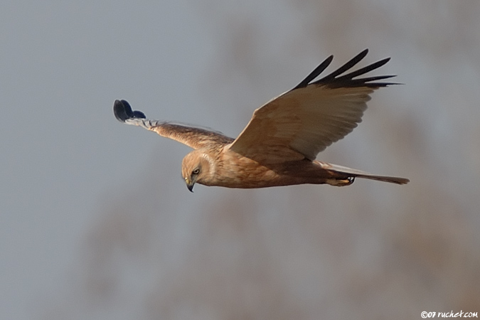 Busard des roseaux - Circus aeruginosus