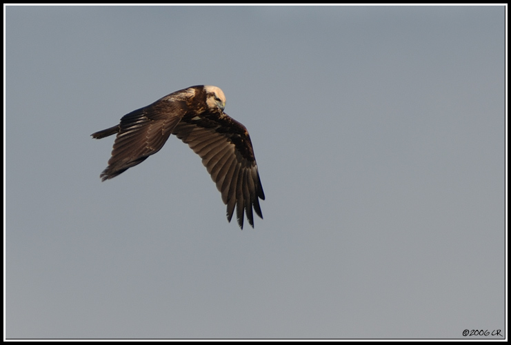 Busard des roseaux - Circus aeruginosus