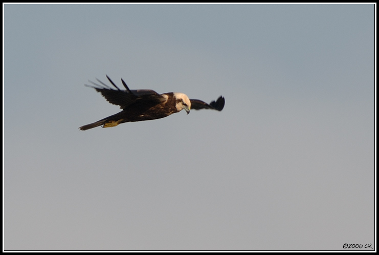 Falco di palude - Circus aeruginosus