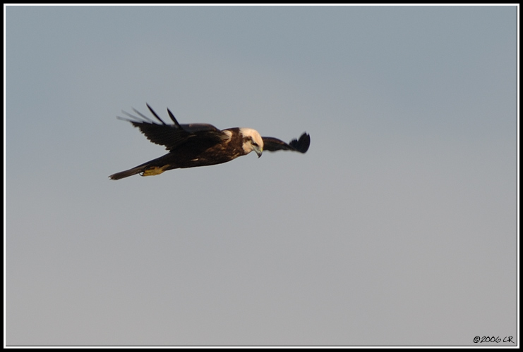 Busard des roseaux - Circus aeruginosus