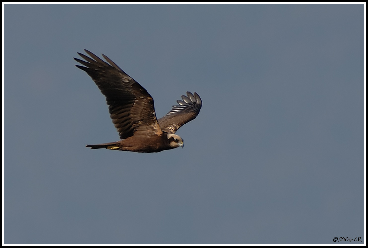 Busard des roseaux - Circus aeruginosus