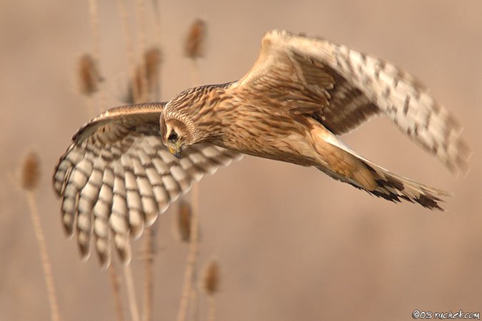 Hen Harrier - Circus cyaneus