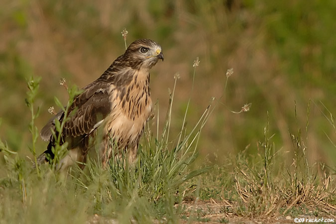 Buse variable - Buteo buteo