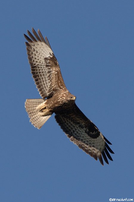 Common buzzard - Buteo buteo