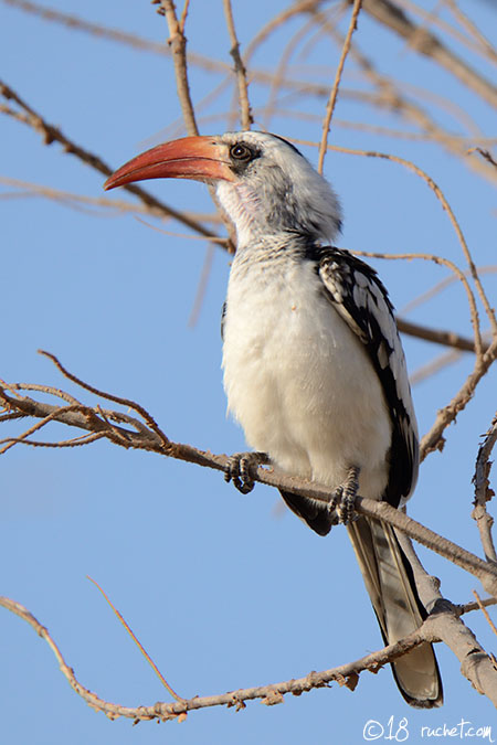 Calao à bec rouge - Tockus erythrorhynchus