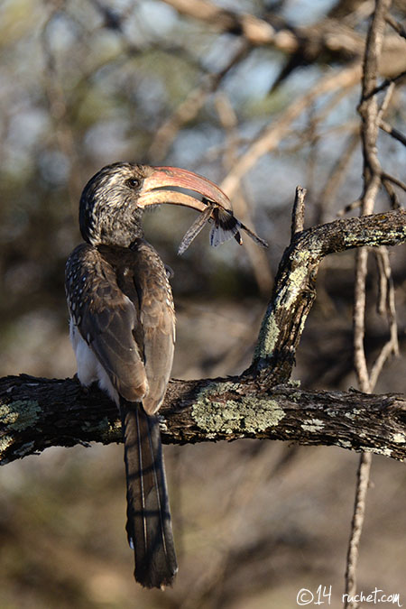 Monteiro's Hornbill - Tockus monteiri