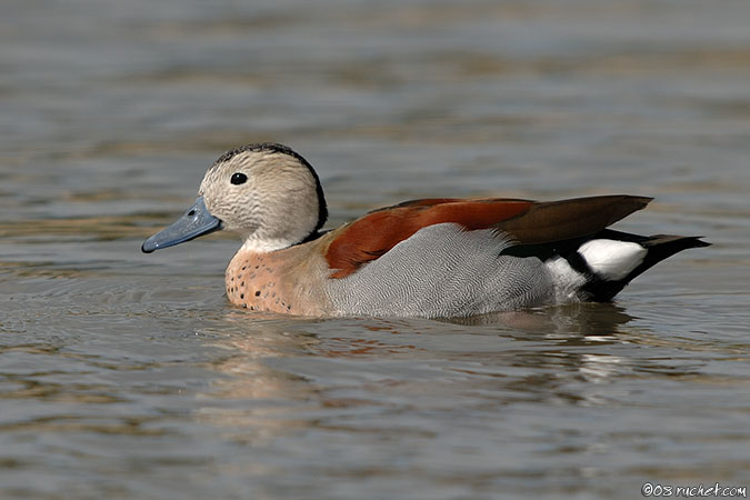 Canard à collier noir - Callonetta leucophrys