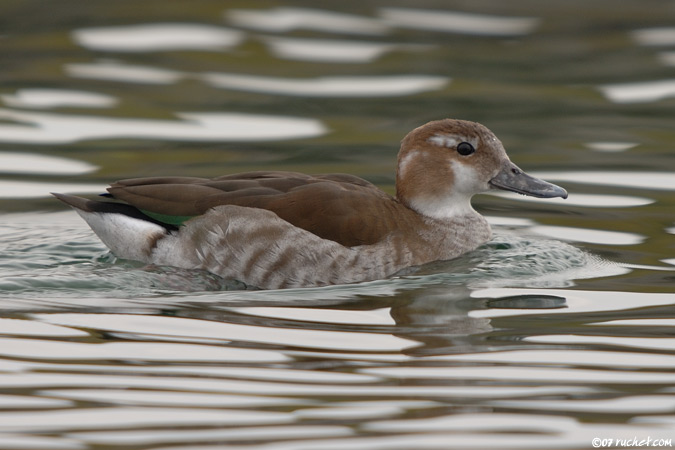 Rotschulterente - Callonetta leucophrys
