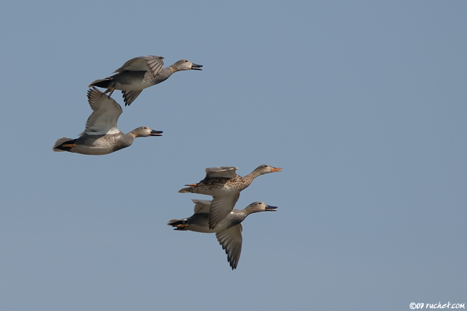 Canard chipeau - Anas strepera