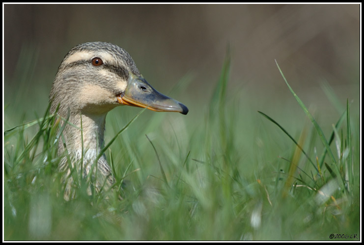 Germano reale - Anas platyrhynchos