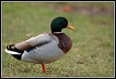 Common Mallard - Anas platyrhynchos