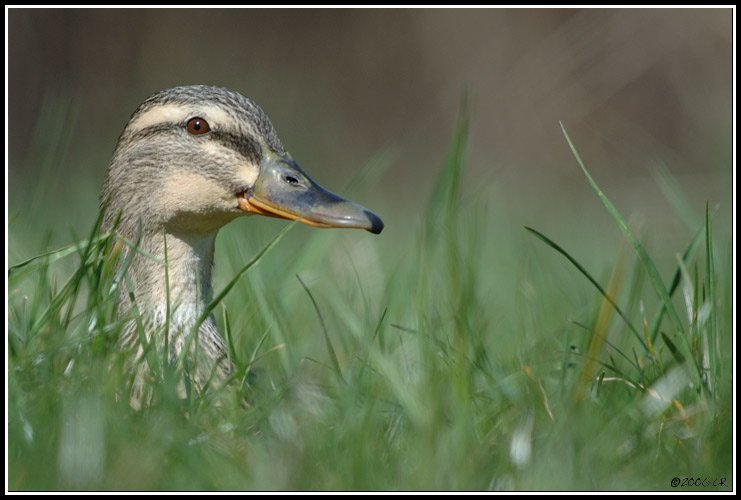 Common Mallard - Anas platyrhynchos