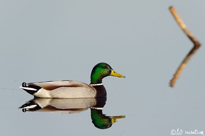 Canard colvert - Anas platyrhynchos