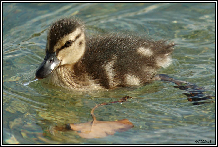 Common Mallard - Anas platyrhynchos