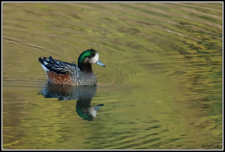 Canard de Chiloé - Anas sibilatrix