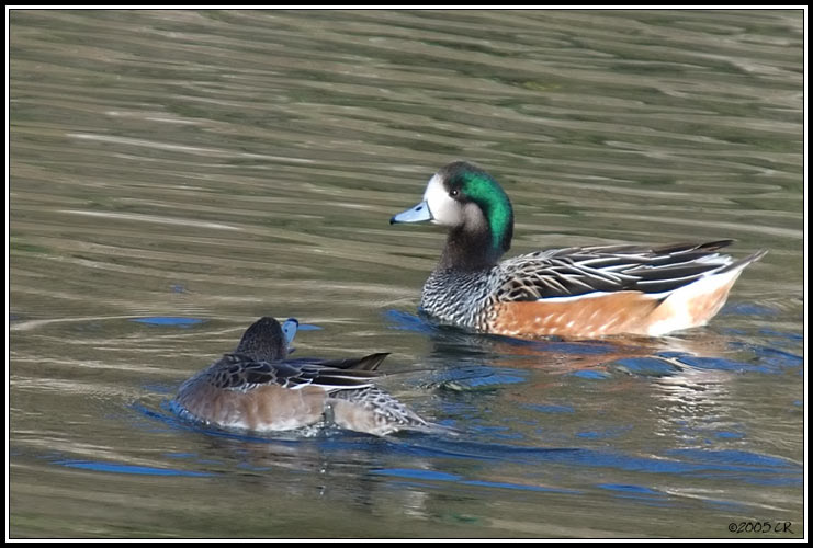 Canard de Chiloé - Anas sibilatrix