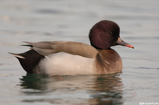 Hybrid duck - Anatidae sp.