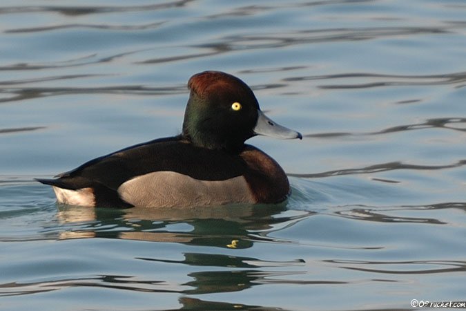 Hybrid duck - Anatidae sp.