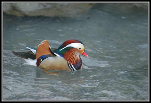 Canard mandarin - Aix galericulata