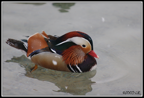 Canard mandarin - Aix galericulata