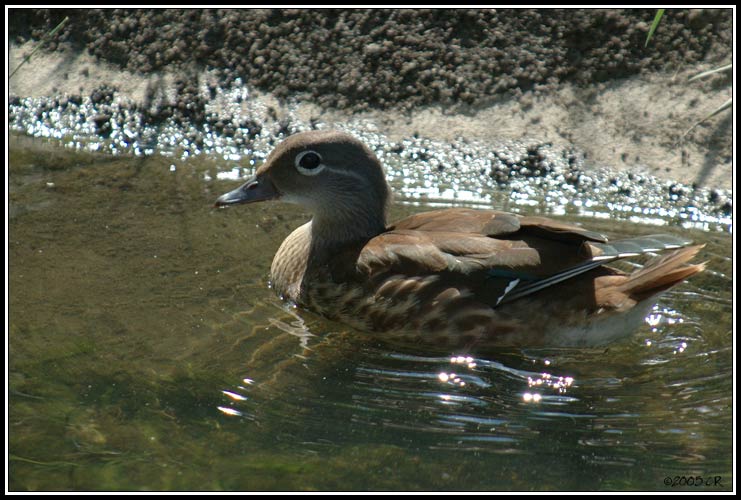 Canard mandarin - Aix galericulata