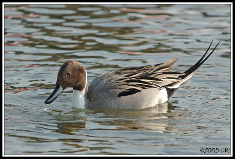 Canard pilet - Anas acuta