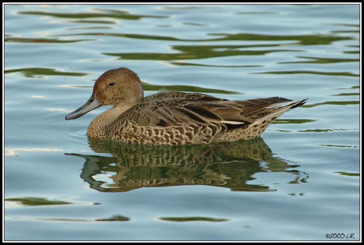 Canard pilet - Anas acuta