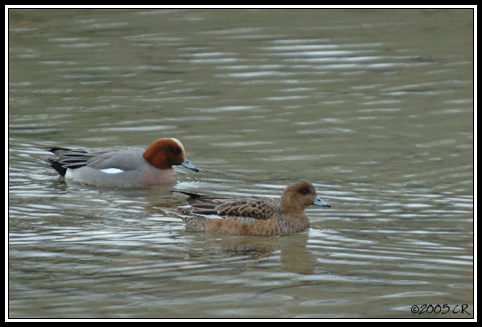 Canard siffleur - Anas penelope