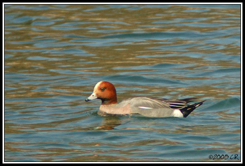 Canard siffleur - Anas penelope
