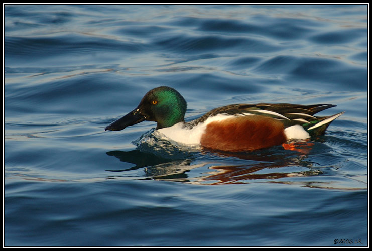 Canard souchet - Anas clypeata