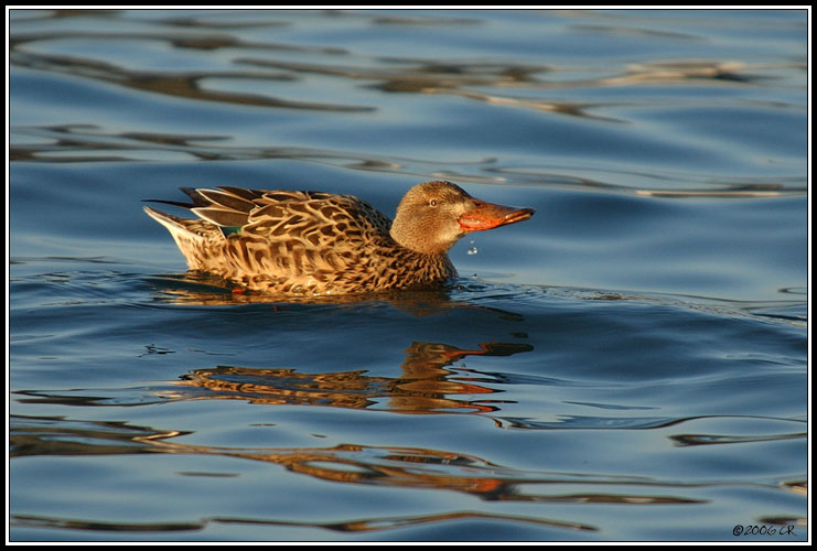 Canard souchet - Anas clypeata