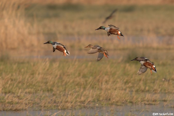 Canard souchet - Anas clypeata