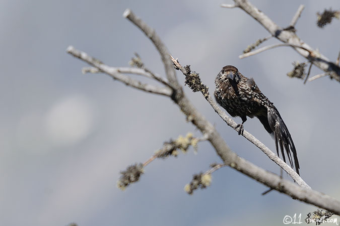 Nocciolaia - Nucifraga caryocatactes