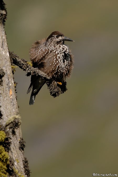 Tannenhäher - Nucifraga caryocatactes