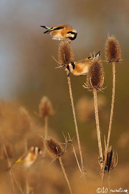 Chardonneret élégant - Carduelis carduelis