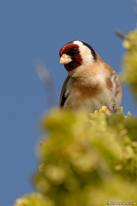 Chardonneret élégant - Carduelis carduelis