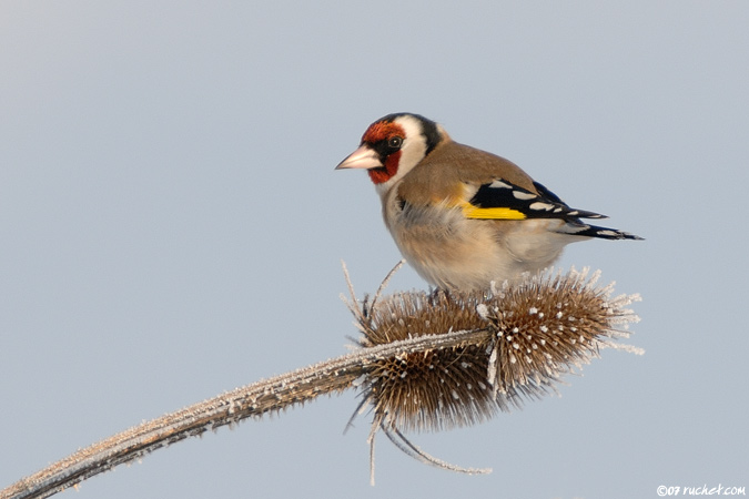 Chardonneret élégant - Carduelis carduelis